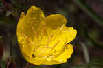 Narrowleaf evening-primrose